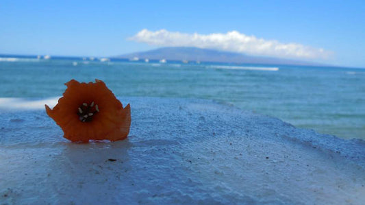 Flower on a wall on Lahaina with view on the ocean