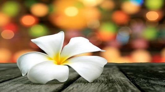 White Plumeria flower, colorful lights in background